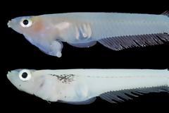 Νέο είδους ψαριού έχει τα γεννητικά του όργανα στο... στόμα