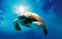 Θαλάσσια χελώνα τραυματισμένη από παραγάδι στον κόλπο του Πόρτο Ράφτη