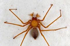 5 «νέα» έντομα που… προκαλούν εφιάλτες!