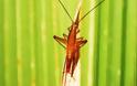 5 «νέα» έντομα που… προκαλούν εφιάλτες! - Φωτογραφία 4