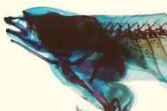 Έχει τα γεννητικά όργανα στο στόμα