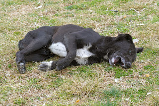 Δηλητηρίασαν έξι αδέσποτα σκυλιά στην Ξάνθη - Φωτογραφία 1