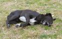 Δηλητηρίασαν έξι αδέσποτα σκυλιά στην Ξάνθη