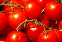 Turquie : les tomates, la croissance ou l’indépendance - Φωτογραφία 1