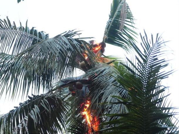ΔΕΙΤΕ: Έβαλαν κατά λάθος φωτιά σε… ουρακοτάγκο - Φωτογραφία 5
