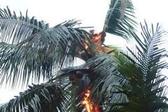 ΔΕΙΤΕ: Έβαλαν κατά λάθος φωτιά σε… ουρακοτάγκο