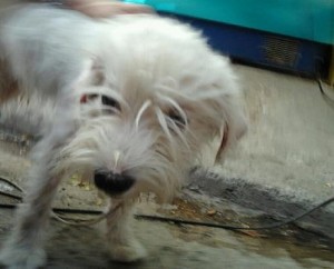 Βρέθηκε σκυλάκι Γκριφόν στο κέντρο της Αθήνας – Ποιος το ψάχνει; - Φωτογραφία 1