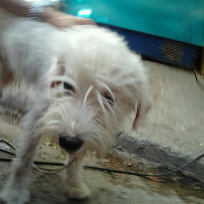 Βρέθηκε σκυλάκι Γκριφόν στο κέντρο της Αθήνας – Ποιος το ψάχνει; - Φωτογραφία 2