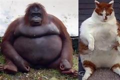 ΔΕΙΤΕ: Τα πιο... κοιλιόδουλα ζώα!