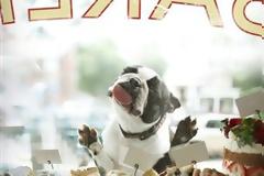 ΔΕΙΤΕ: Τα τετράποδα εν δράσει