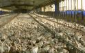 Μεθυσμένος σκότωσε κατά λάθος 70.000 κοτόπουλα