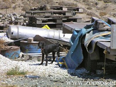 Η αθλιότητα σε όλο της το μεγαλείο δίπλα σε αρχαιολογικό χώρο στην Πάρο - Φωτογραφία 4