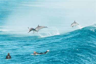 Σέρφινγκ συντροφιά με τα δελφίνια - Φωτογραφία 1