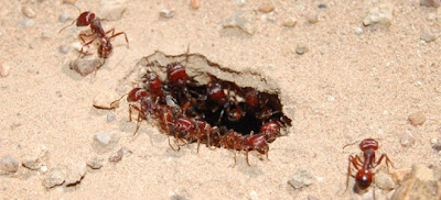 Πώς τα μυρμήγκια διέθεταν διαδίκτυο εδώ και εκατομμύρια χρόνια.. - Φωτογραφία 1