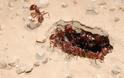 Πώς τα μυρμήγκια διέθεταν διαδίκτυο εδώ και εκατομμύρια χρόνια..