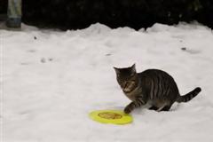 ΔΕΙΤΕ: 10 λόγοι που οι γάτες υπερισχύουν των σκύλων!