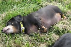 ΔΕΙΤΕ: Τα τάιζαν τόσο που δε μπορούσαν να περπατήσουν