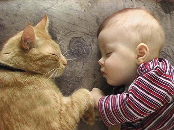 Γάτες και μωρά: 25 απίθανες φωτογραφίες! - Φωτογραφία 10