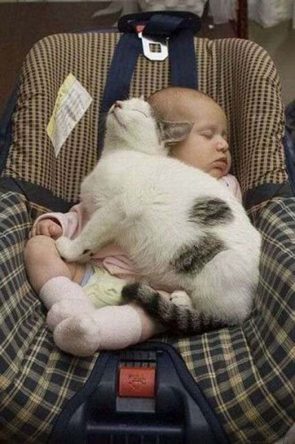 Γάτες και μωρά: 25 απίθανες φωτογραφίες! - Φωτογραφία 15