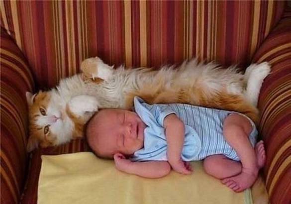 Γάτες και μωρά: 25 απίθανες φωτογραφίες! - Φωτογραφία 17
