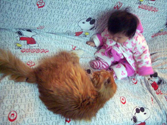 Γάτες και μωρά: 25 απίθανες φωτογραφίες! - Φωτογραφία 22