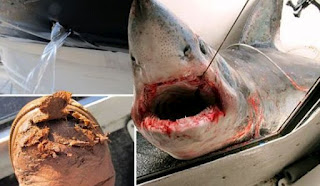 ΔΕΙΤΕ: Σκηνές τρόμου έζησε 53χρονος ψαρας - Φωτογραφία 1