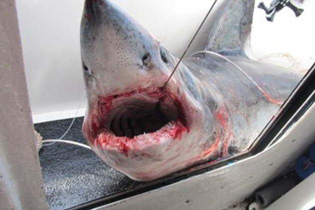 ΔΕΙΤΕ: Σκηνές τρόμου έζησε 53χρονος ψαρας - Φωτογραφία 2