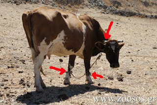 Έτσι βασανίζουν τις αγελάδες και στα Μάρμαρα της Πάρου - Φωτογραφία 1