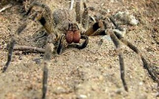Δηλητηριώδης αράχνη γιατρεύει τη στυτική δυσλειτουργία - Φωτογραφία 1