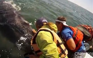 Φάλαινα επιδεικνύει το μωρό της σε τουρίστες - Φωτογραφία 1