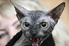 Η πιο άσχημη γάτα στον κόσμο!