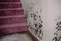 Πως θα καθαρίσετε τη μούχλα - 2 -