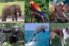 Τα εξυπνότερα ζώα του πλανήτη! Όχι δεν είναι οι άνδρες μέσα....