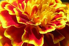 Κατιφές: Ένα όμορφο εποχιακό φυτό, σημαντικό και για την προστασία των κηπευτικών