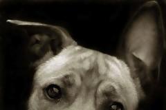 ΔΕΙΤΕ: Πορτρέτα με ουρά και λαμπερό βλέμμα