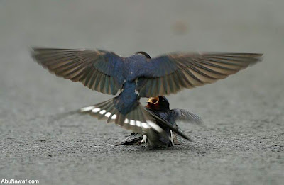 Αναγνώστης μας στέλνει φωτογραφίες συμπεριφοράς ζεύγους πουλιών, οι οποίες προκαλούν μεγάλη συγκίνηση! - Φωτογραφία 3