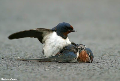 Αναγνώστης μας στέλνει φωτογραφίες συμπεριφοράς ζεύγους πουλιών, οι οποίες προκαλούν μεγάλη συγκίνηση! - Φωτογραφία 4