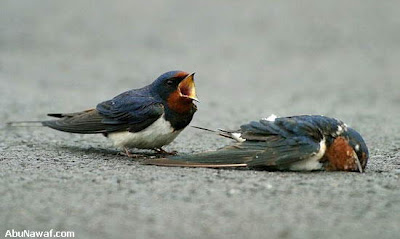 Αναγνώστης μας στέλνει φωτογραφίες συμπεριφοράς ζεύγους πουλιών, οι οποίες προκαλούν μεγάλη συγκίνηση! - Φωτογραφία 6