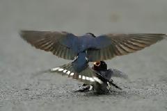 Αναγνώστης μας στέλνει φωτογραφίες συμπεριφοράς ζεύγους πουλιών, οι οποίες προκαλούν μεγάλη συγκίνηση!