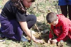 Με επιτυχία πραγματοποιήθηκε η δενδροφύτευση στην περιοχή της μεγάλης πυρκαγιάς του καλοκαιριού