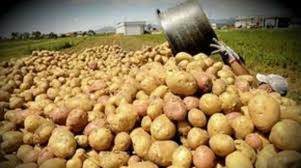 Διάθεση 50 τόνων πατάτας Νευροκοπίου από τον Δήμο Σπάτων - Αρτέμιδος - Φωτογραφία 1