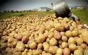 Διάθεση 50 τόνων πατάτας Νευροκοπίου από τον Δήμο Σπάτων - Αρτέμιδος