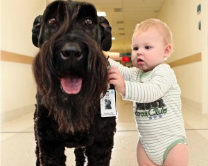 Συγκινητικές εικόνες: Ο σκύλος - γίγαντας που βγάζει βόλτα τα παιδιά του νοσοκομείου! - Φωτογραφία 1