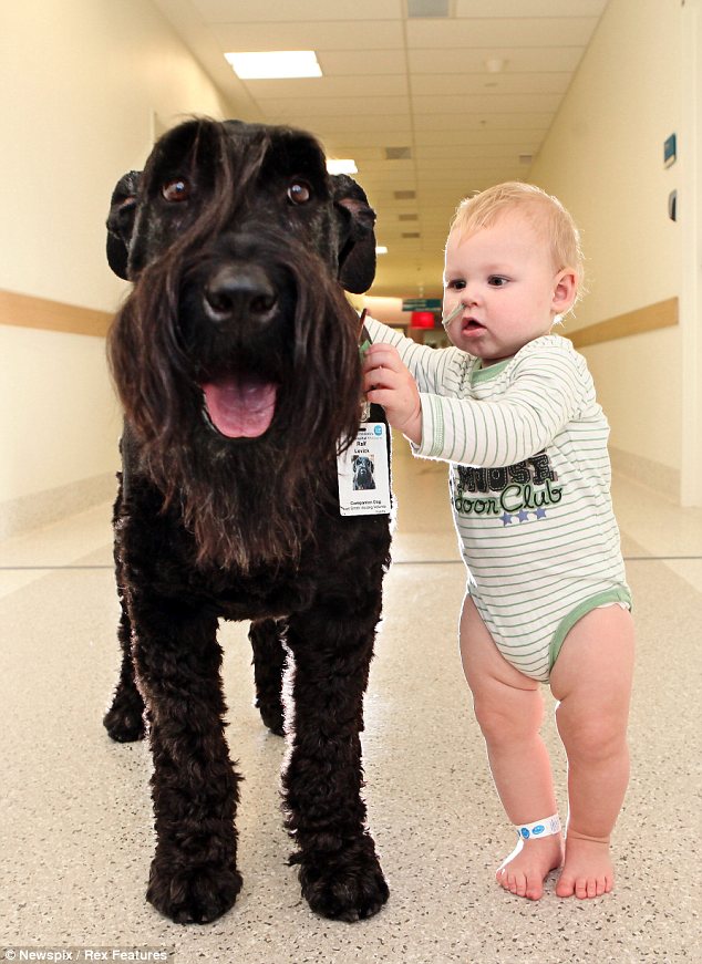Συγκινητικές εικόνες: Ο σκύλος - γίγαντας που βγάζει βόλτα τα παιδιά του νοσοκομείου! - Φωτογραφία 2