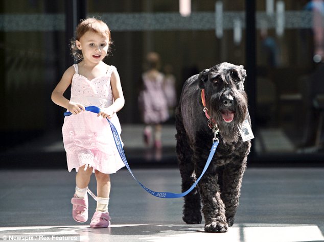Συγκινητικές εικόνες: Ο σκύλος - γίγαντας που βγάζει βόλτα τα παιδιά του νοσοκομείου! - Φωτογραφία 3