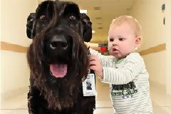 Συγκινητικές εικόνες: Ο σκύλος - γίγαντας που βγάζει βόλτα τα παιδιά του νοσοκομείου!