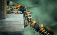 30 σφήκες επιτίθενται σε 30.000 μέλισσες (Επικό Video) - Φωτογραφία 1