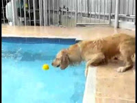 Σκύλος εναντίων Πισίνας... (Video) - Φωτογραφία 1