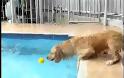 Σκύλος εναντίων Πισίνας... (Video)