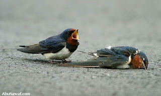 Φωτογραφίες συμπεριφοράς ζεύγους πουλιών, οι οποίες προκαλούν μεγάλη συγκίνηση! - Φωτογραφία 1